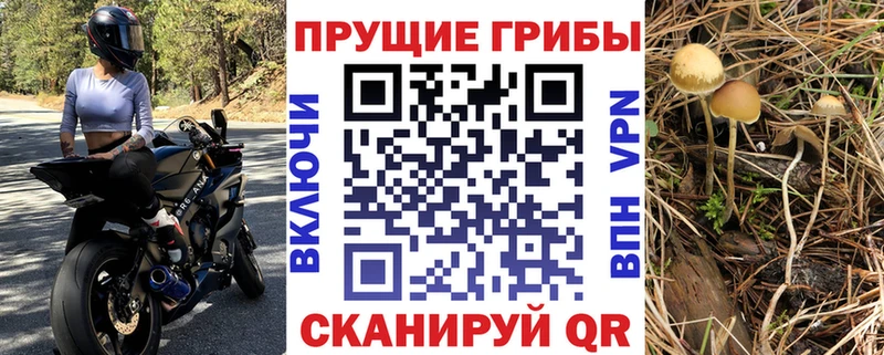 Псилоцибиновые грибы Cubensis Купить где Таштагол